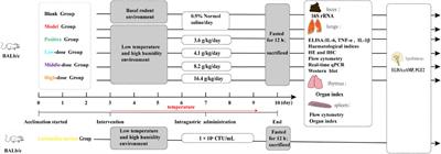 Decoction derived from Allium ascalonicum L. bulbs and Sojae Semen Praeparatum alleviates wind-cold-type common cold via Nrf2/HO-1 pathway and modulation of Lactobacillus murinus level